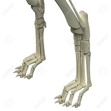 Then we get to the hock; Dog Front Legs Anatomy Bones Stock Photo Picture And Royalty Free Image Image 39347799
