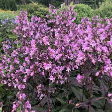 Penstemon x 'midnight masquerade'pp29603 plant propagation prohibited. Penstemon Midnight Masquerade Garden Crossings