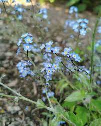 We'll explore the list of plants and flowers that are toxic to your cats in varying degrees. Forget Me Not Flowers Types How To Grow And Care For Beginners Florgeous