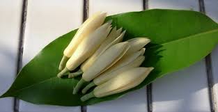 木筆花 白玉蘭 望春花 白蘭 planting flowers plant leaves plants