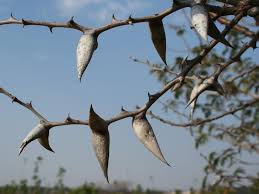 Image result for Acacia luederitzii