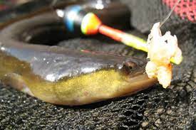 Erst gegen 3 oder 4 uhr beginnt eine erneute beißphase. Mein Aal Jahr Fangzeiten Jahreszeiten Koder Blinker