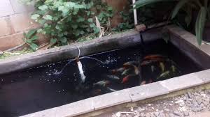We did not find results for: Kolam Ikan Koi Minimalis Lahan Sempit Infoakuakultur Com