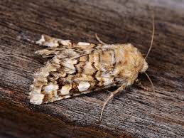 Image result for Hadena irregularis