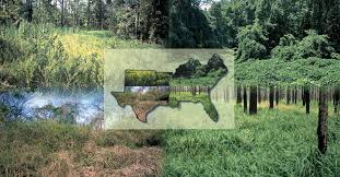 Image result for Hemarthria natans