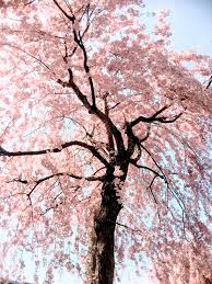 日中線記念自転車歩行者道 桜 beautiful views abstract artwork abstract