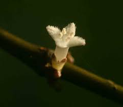 Image result for Lasianthus kilimandscharicus