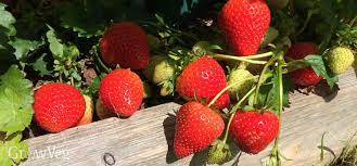 Strawberries begin as small white flowers on the plants that turn into hard green berries. How To Choose And Grow The Best Tasting Strawberries
