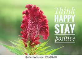 Celosia Argentea Flower Quotes Best Flower Wallpaper