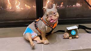 Disfruta de los mejores juegos relacionados con puppy rescue. Ohio Dog With Special Needs Jack S Heartbreaking Adoption Story Wkyc Com