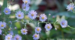 Image result for Aster chimanimaniensis