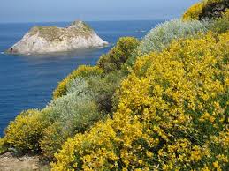 I fiori mediterranei sono preparati secondo le indicazioni la raccolta dei fiori mediterranei viene effettuata dal dr. Avon Tta Daydream Note Di Elicriso Helichrysum Italicum E Una Pianta Erbacea Tipica Delle Aree Mediterranee Piante Perenni Helichrysum Italicum Piante