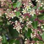 Image result for Gymnosporia putterlickioides