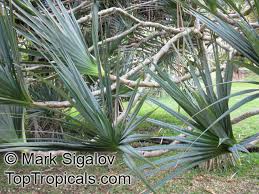 Image result for Pandanus sp. B