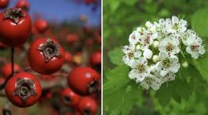 как приготовить настойку из цветков пиона в домашних условиях Nastojka Boyaryshnika V Domashnih Usloviyah Na Vodke