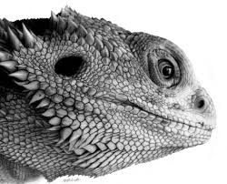 See more ideas about bearded dragon, bearded dragon care, bearded dragon cute. Reptalia Serye 21 By Erwinpineda On Deviantart Bearded Dragon Tattoo Bearded Dragon Bearded Dragon Cute
