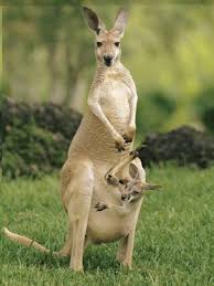2 Year Old Kangaroo Animals Kangaroo Australian Animals