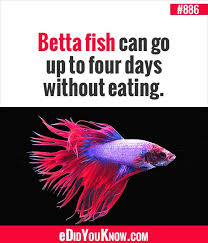 Edidyouknow Com Betta Fish Can Go Up To Four Days Without Eating Did You Know Facts Betta Fish Facts