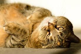 Methimazole (oral and transdermal) is a safe and effective medication for the treatment of feline hyperthyroidism. 7 Things You Need To Know About Hyperthyroidism In Cats Catster