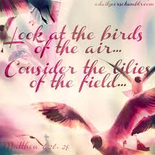 Birds Of The Air And Lilies Of The Field Living Simply Yet Focused Look At The Birds Of The Air Consider The Lilies Of The Field Matthew 6 26 Lilies Of The Field Cool Words Christian Verses