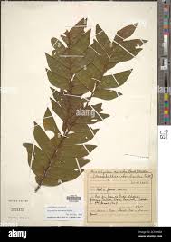 Image result for Anisophylleaceae