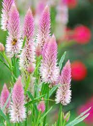 Fast hedge, butterflies love it! Flamingo Feather Celosia Seeds Pink Celosia Spicata Great For Cut Fl Mountainlily Farm