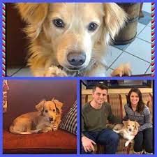 This Is Tony Foster Dog 92 He Found His Happy Ending In Chicago Il Foster Dog Fluffy Dogs Puppy Find