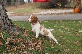 All of our crockett doodles pups come with an outstanding one year health warranty. American Brittany Hunting Dog Puppies Breeders Adoption Mn