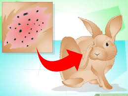 This is his or her way of saying that you have done well, they quite like you they require a lot of care and patience. How To Determine If Your Rabbit Is Sick With Pictures Wikihow