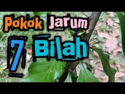 Semua gambar yang kaknab upload sendiri boleh dikongsi bersama, just copy and paste tak perlu meminta izin dari kaknab. Pokok Jarum Tujuh Bilah Herbal Youtube