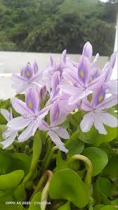 Image result for Pontederia crassipes