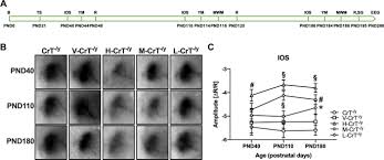 Cyclocreatine Treatment Ameliorates The Cognitive Autistic And Epileptic Phenotype In A Mouse Model Of Creatine Transporter Deficiency Scientific Reports