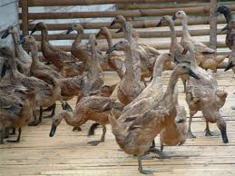 9 jenis bebek petelur yang potensial di budidayakan