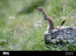Grosse Belette Banque D Image Et Photos Alamy