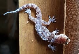 Bertutur tentang tumbuhan liar yg biasa hidup di pematang sawah. Mediterranean House Gecko Wikipedia
