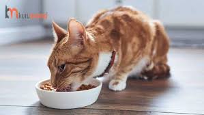 Hamile Kedi Mamasi Nasil Olmalidir Evcil Hayvan Blogu