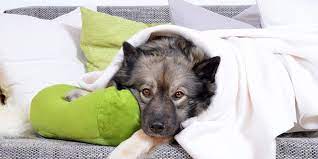 Wir sind beide (41 und 33 jahre alt) in festanstellung mit gesichertem einkommen. Haltung Von Hunden In Der Wohnung Hunde De