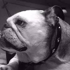 We want your pet to live a long and happy life. Sunnyside Pet Healthcare And Dental Center Home Facebook