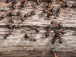 You won't feel so squeamish around a household train of ants after thankfully for us, these little, yet powerful creatures live far away in central and south america. Ant Exterminators Delaware Delmar Termite Pest Control