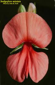 Image result for Indigofera schliebenii