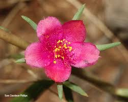 Image result for Portulaca kermesina