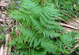 Image result for Hypolepis