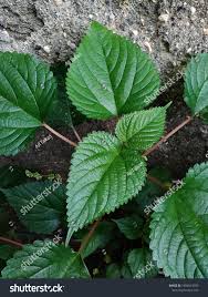 Image result for Laportea alatipes