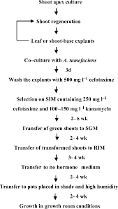 Flow Chart Of The Optimized Sugarbeet Tissue Cultured Leaf
