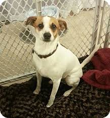 Black And White Jack Russell Terrier Lab Mix Smooth Fox Terrier Jack Russell Cross Google Search Jack Russell Terrier Mix Smooth Fox Terriers