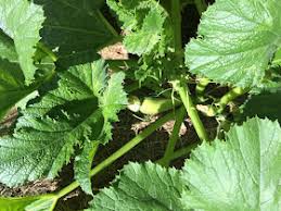 We did not find results for: 7 Ways To Eat Zucchini Greens Our Permaculture Life