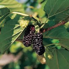 Learn how to grow zucchini to have a bountiful harvest throughout the season. Illinois Everbearing Mulberry Garden Center Bareroot Jung Seed Company