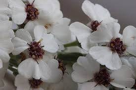 Image result for Eriocephalus racemosus