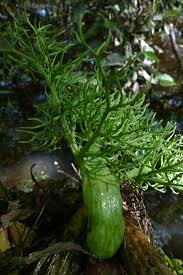 Image result for Ceratopteris