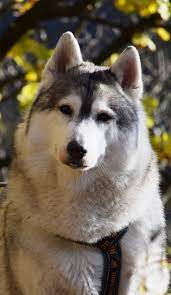 tiquana siberian husky siberian husky beautiful dogs beautiful husky